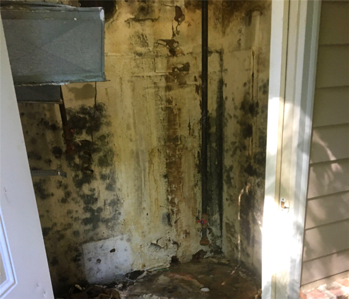 Mold removal near me in Guilford, CT.
